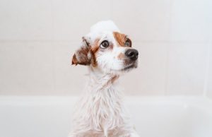 a wet dog