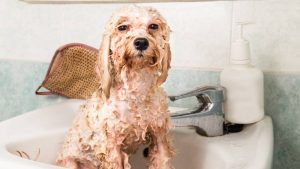 wet dog in the tub